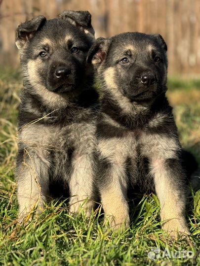 Восточноевропейская овчарка