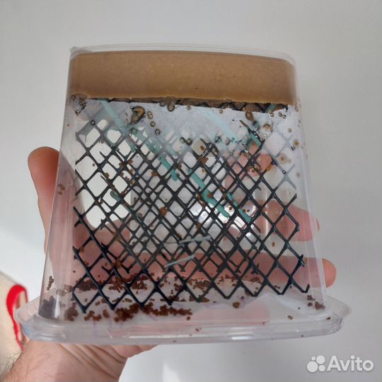 Живой Зофобас и муравьиные яйца