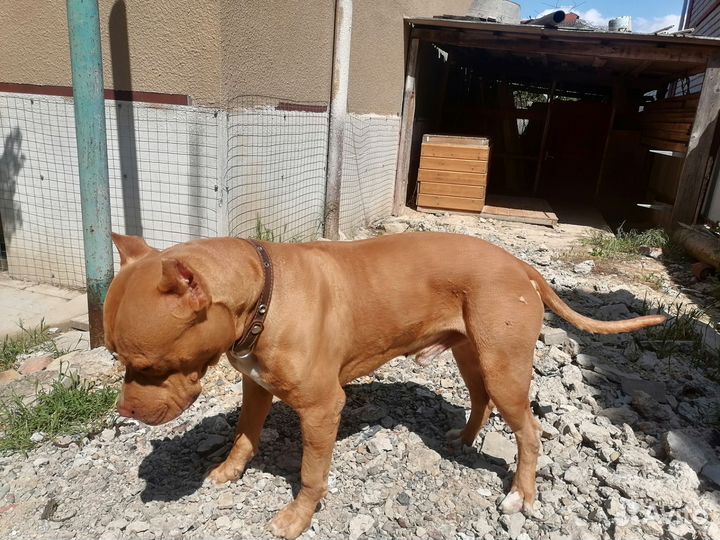 Питбуль вязка