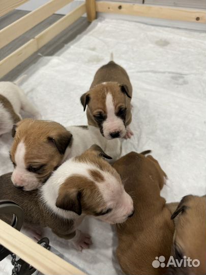 Щенки