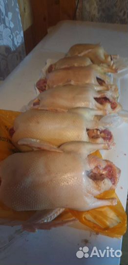 Утка домашняя мясо