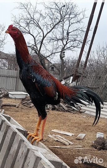 Бойцовые куры с цыпля.индо утки