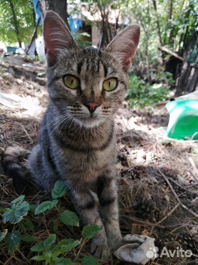 Кошка мышеловка