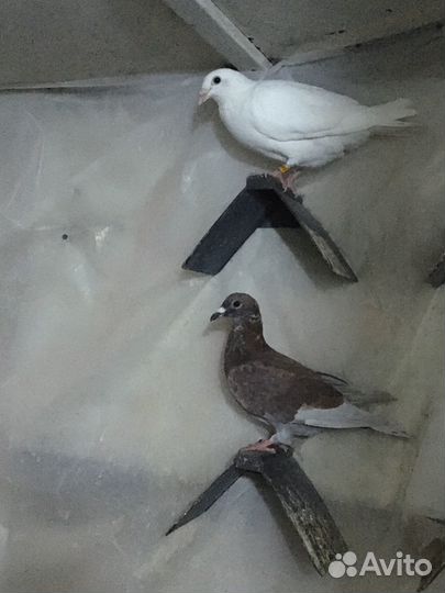 Спортивные голуби