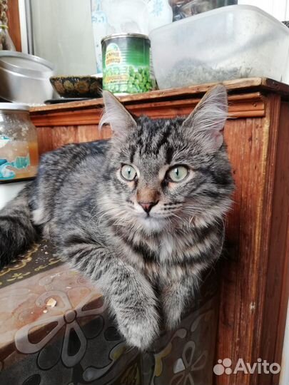 Мудрейший котик Соломон в добрые руки