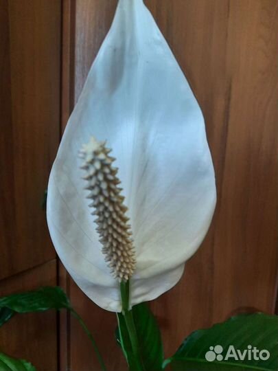 Спатифилум(женское счастье)