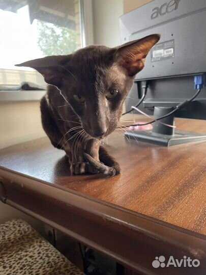 Ориентальный кот