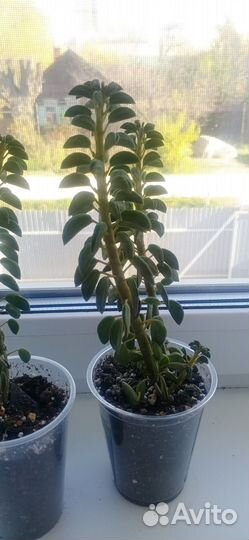 Суккуленты