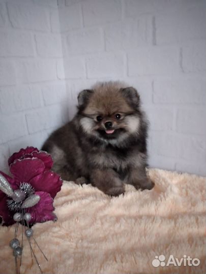 Продам щенка