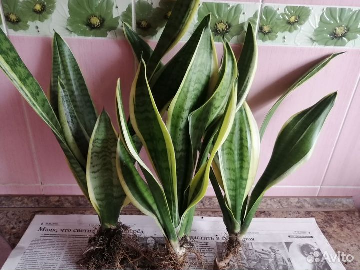 Сансевиерия