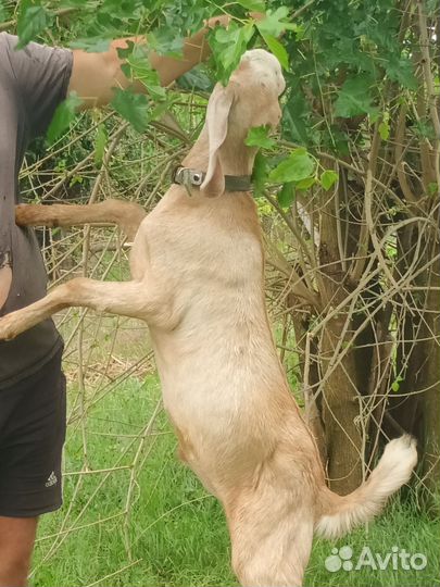 Коза дойная, козлик