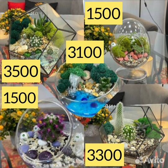 Флорариум, цветы, подарок, кактусы, суккуленты