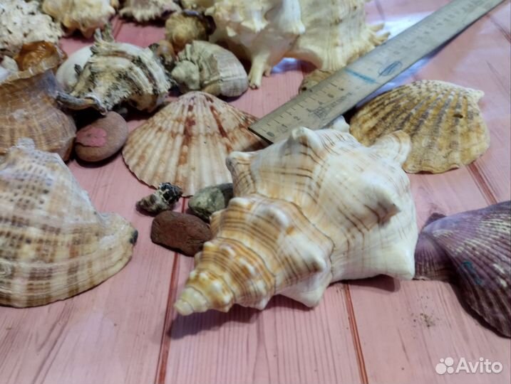 Набор ракушек для аквариума