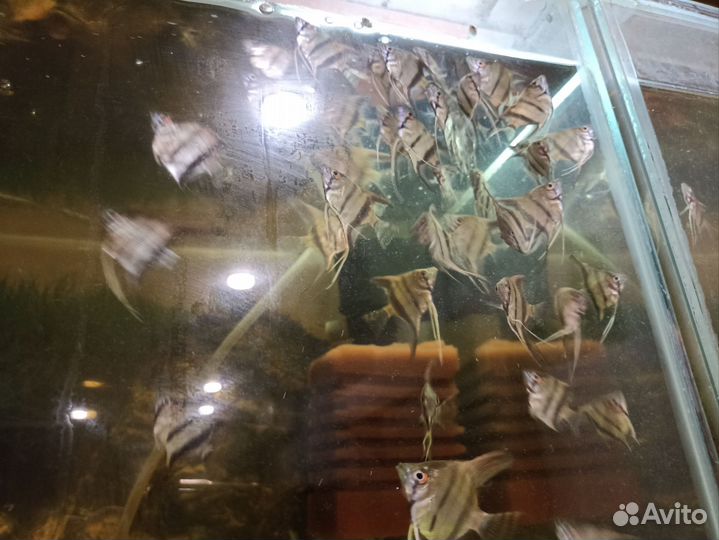 Аквариумные рыбки скалярии