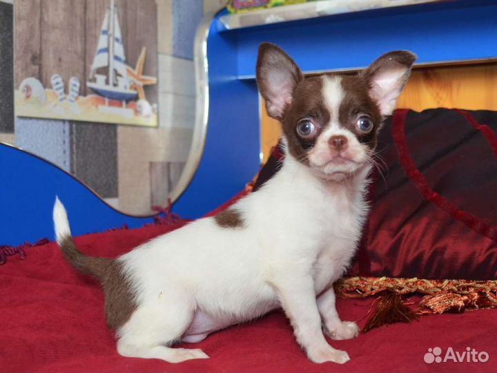 Задорный мальЧишка