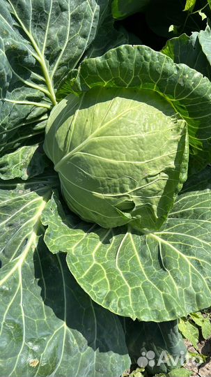 Капуста оптом