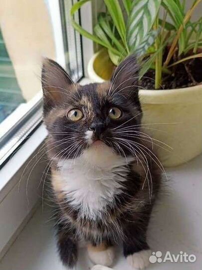 Трехцветная кошечка