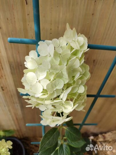 Черенки гортензия 