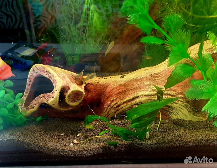 Аквариум с мирными рыбками и креветками