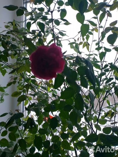 Пеларгония герань