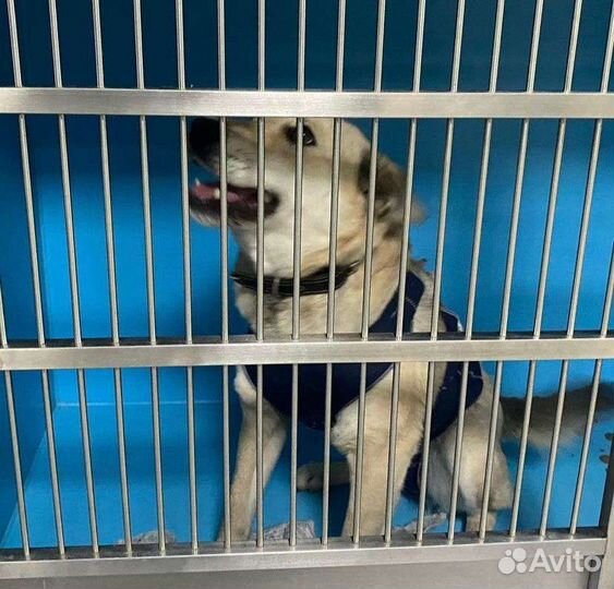 Елка в самые добрые руки