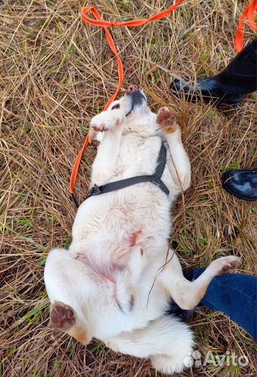 Собака в добрые руки