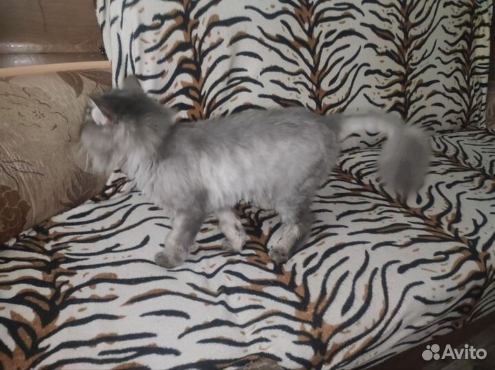 Сибирский котик