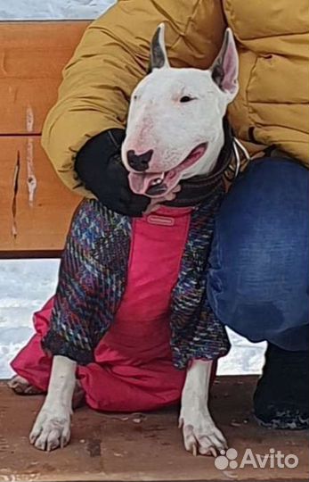 Бультерьер