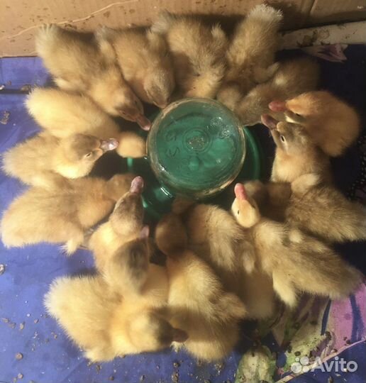 Гусята,индюшата,цыплята