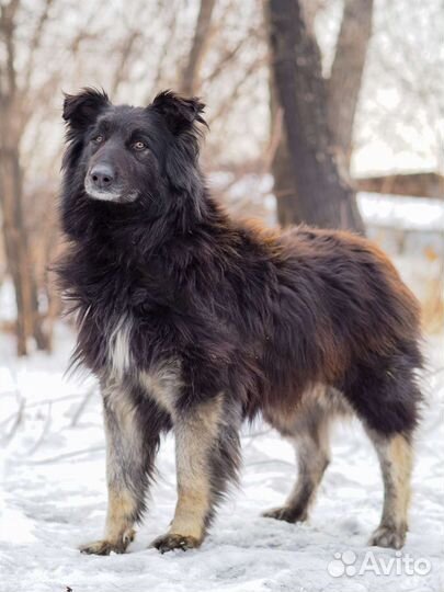 Собака в добрые руки