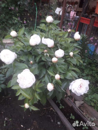 Пионы саженцы