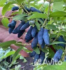 Канадские сорта жимолости