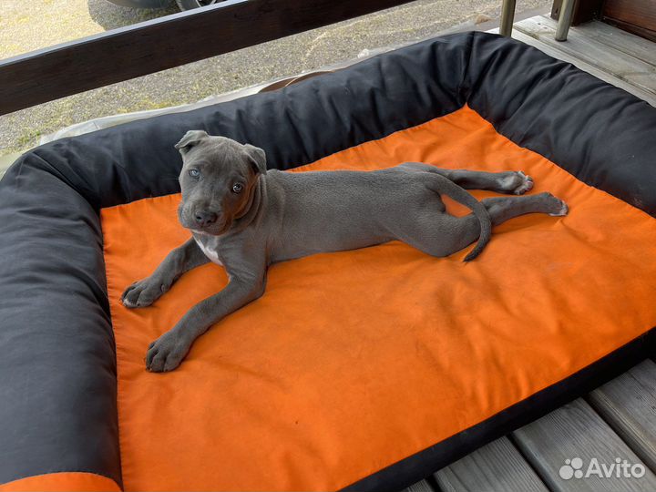 Питбуль прайтер