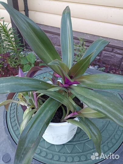 Рео крупный + отросток