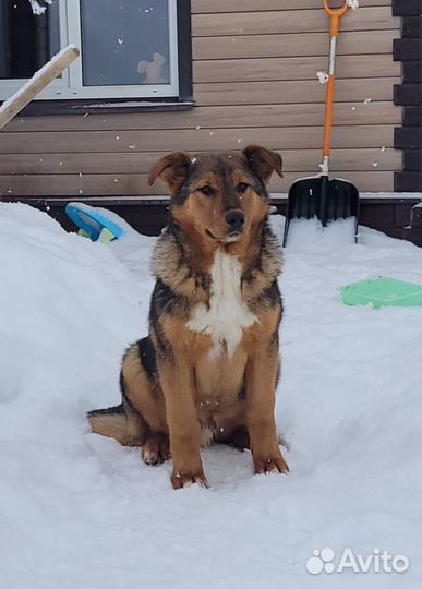 Щенок, 6 месяцев, мама - овчарка