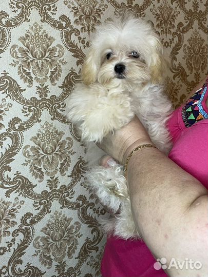 Мальтипу F1 девочка