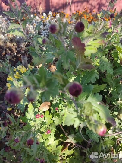 Дубки цветы