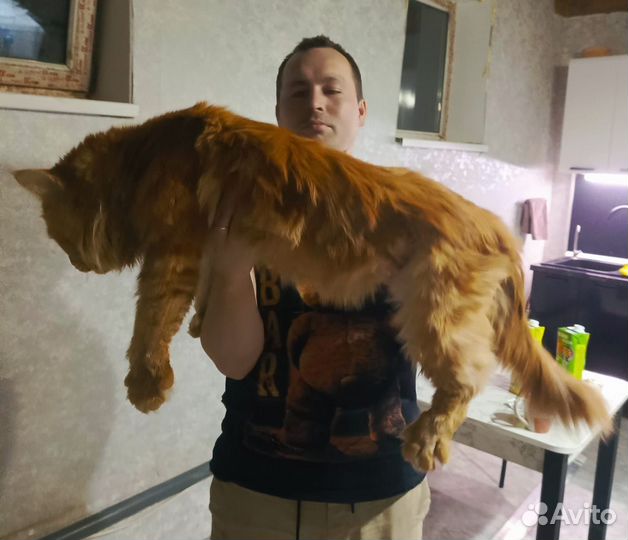 Кот Мейн кун