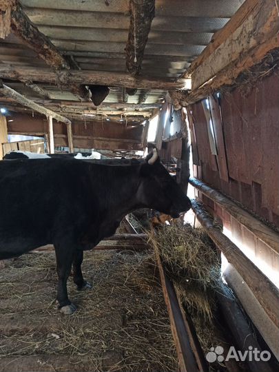 Корова дойная