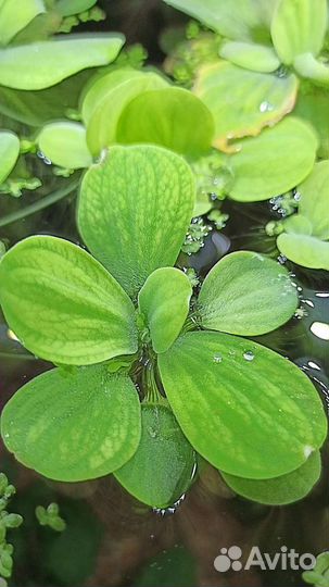 Пистия (аквариумное растение)