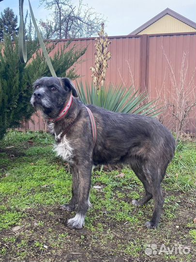 Собака-друг человека, в добрые руки