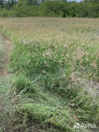 Сено в тюках 2024 год