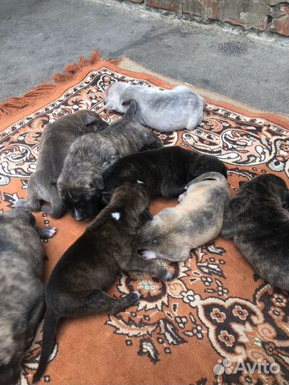Собаки щенки