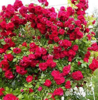 Роза плетистая красная