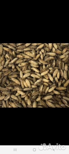 Кормовые насекомые (заморозка)