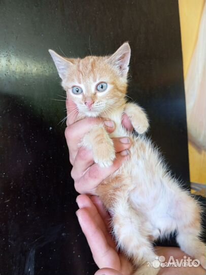 Котенок 2 месяца