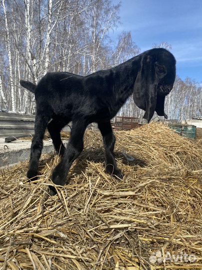 Козлик камори нубийский 50/50