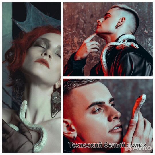 Аренда змей