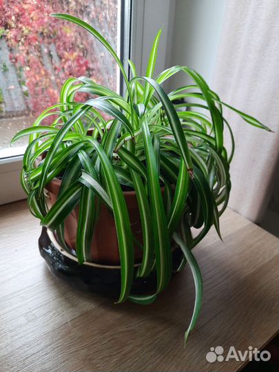 Домашние растения