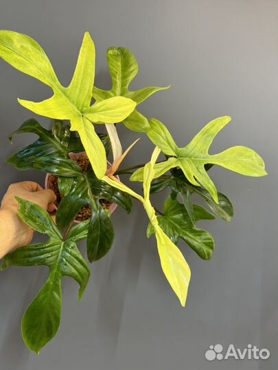 Филодендрон флорида ГОСТ минт